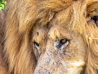 Lion & Safari Park